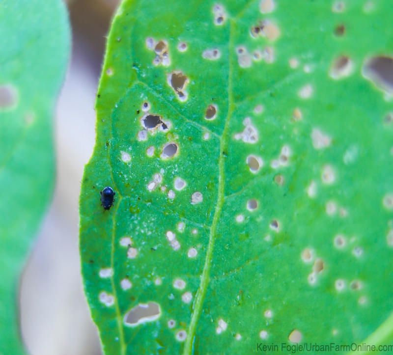 Tiny Shot Holes Appear On Young Leaves Tiny Shot Holes Appear On Young Leaves