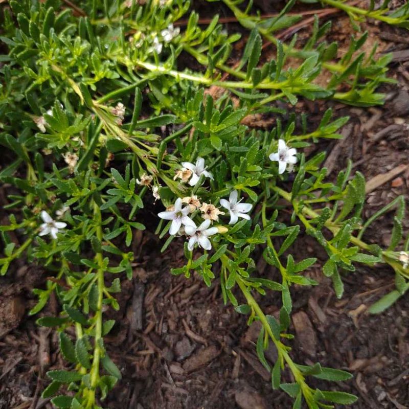 Tiny White Flowers Attract Pollinators Tiny White Flowers Attract Pollinators