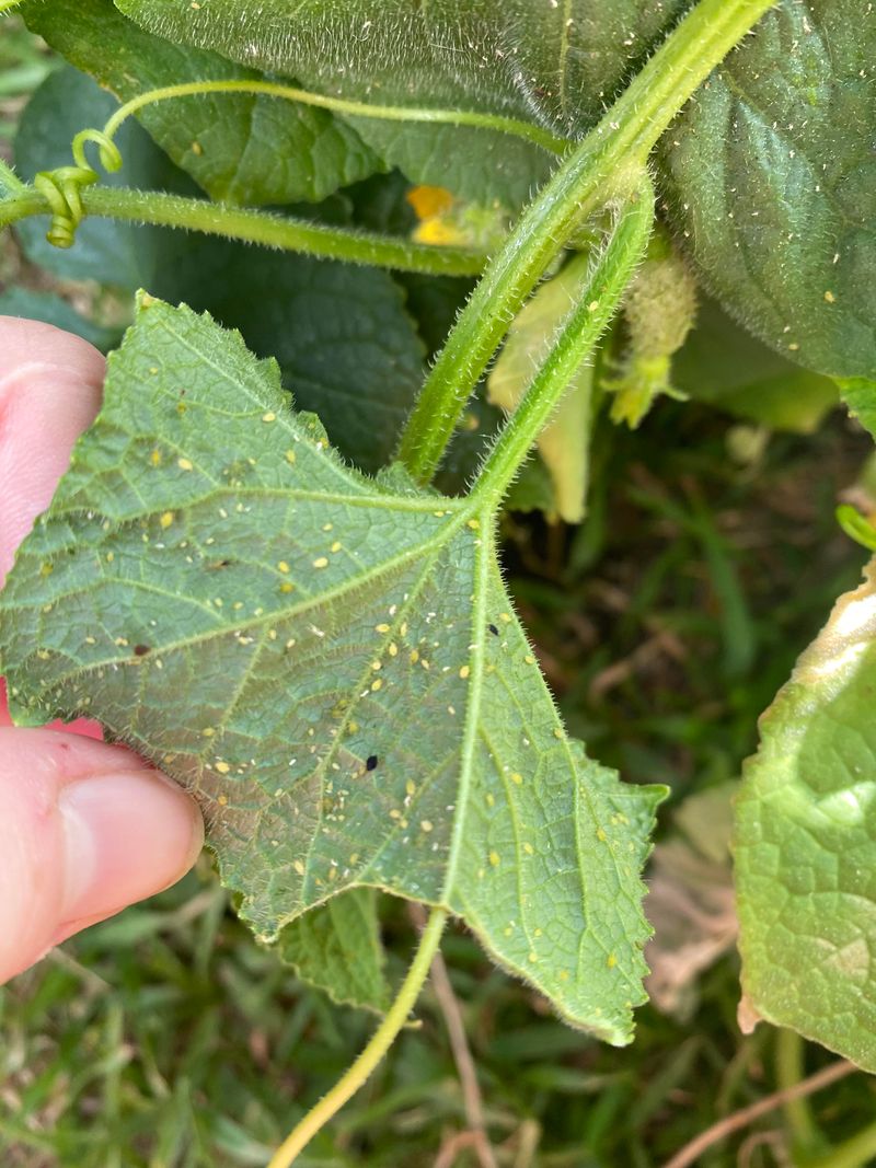 Tiny Yellow Speckles Can Mean Mites Or Sap Feeding Pests Tiny Yellow Speckles Can Mean Mites Or Sap Feeding Pests