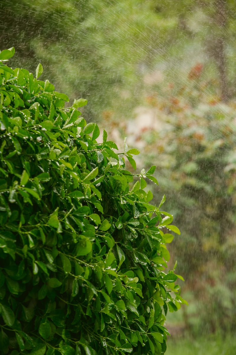 Tips For Keeping Shrubs Healthy Through Virginia Summers