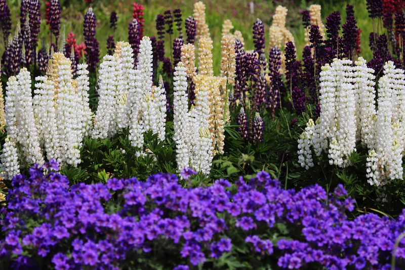 Tips For Planning A Successful Mass Planting Tips For Planning A Successful Mass Planting