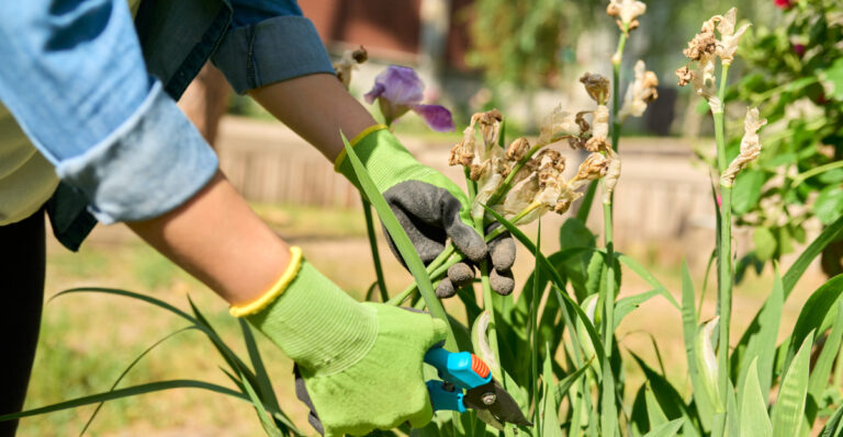 Tips For Post Bloom Care For Spring Bedding Plants In Connecticut Gardens
