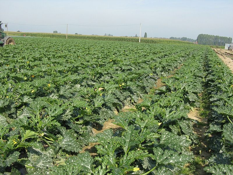 Tips To Prevent Overnight Overgrowth