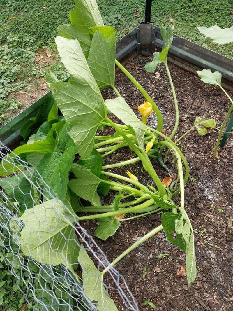 Tired Summer Squash Tired Summer Squash