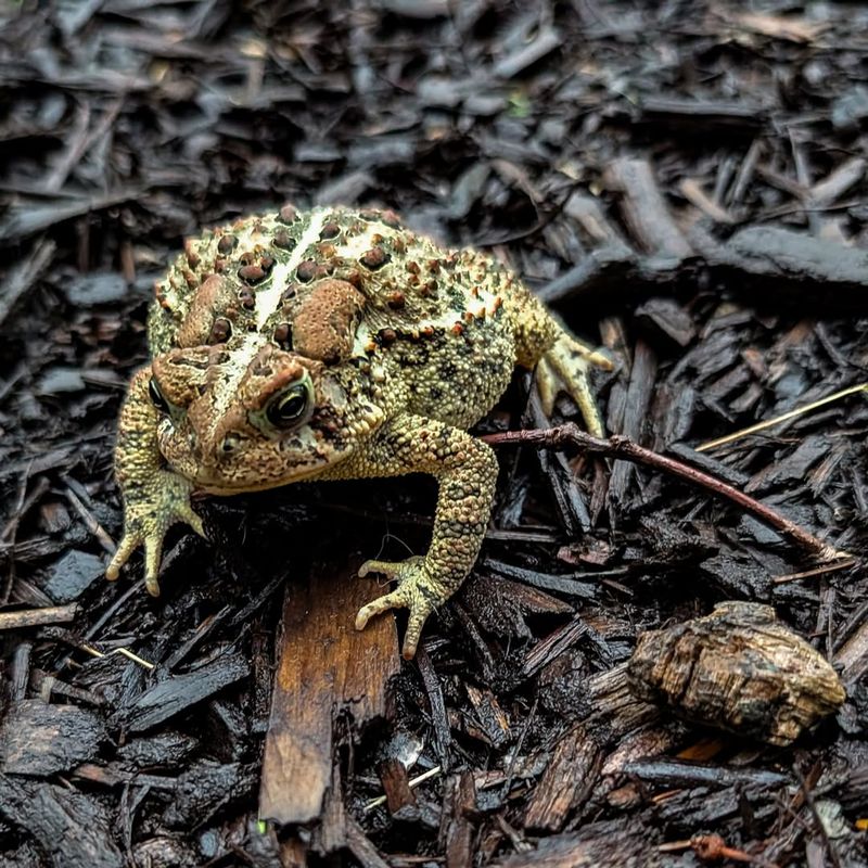 Toads Feed On Common Garden Pests Every Night