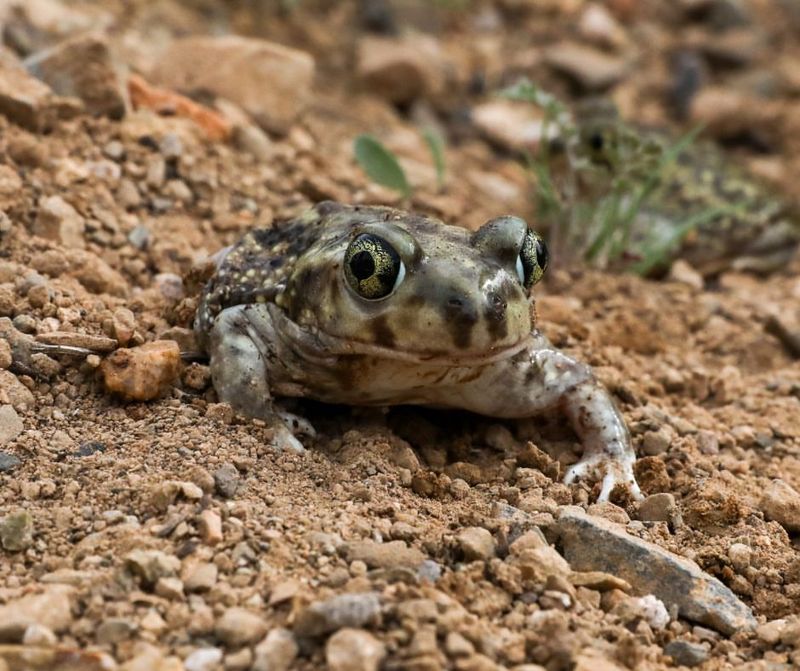 Toads Feed On Many Common Garden Pests