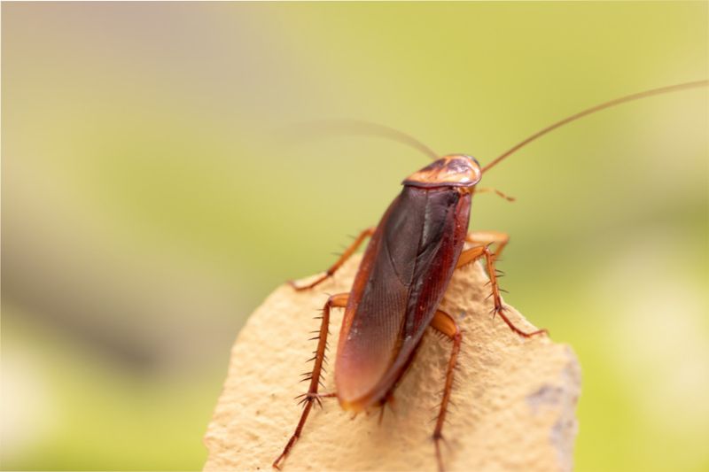 Toads Hunt When Roaches And Crickets Are Active