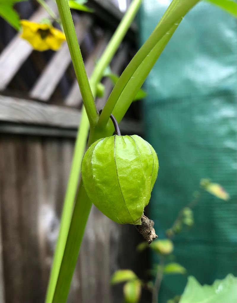 Tomatillos Ripen Well Into Late Summer Tomatillos Ripen Well Into Late Summer