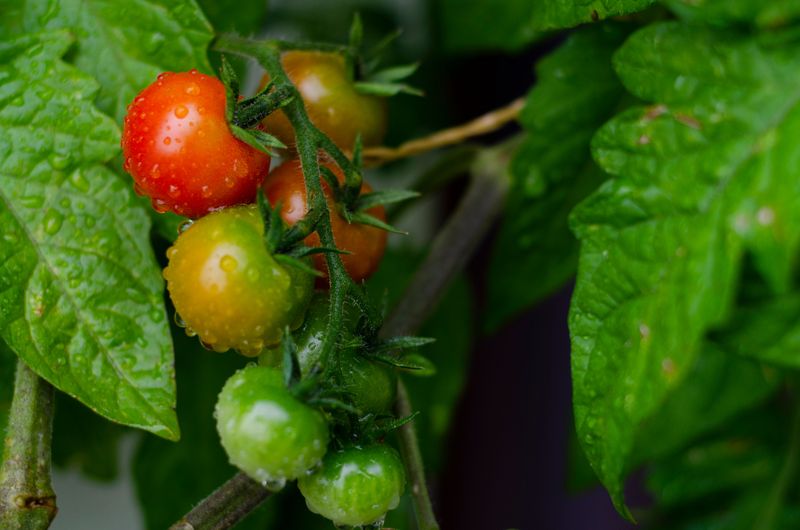 Tomato ('BadaBing') Tomato ('BadaBing')
