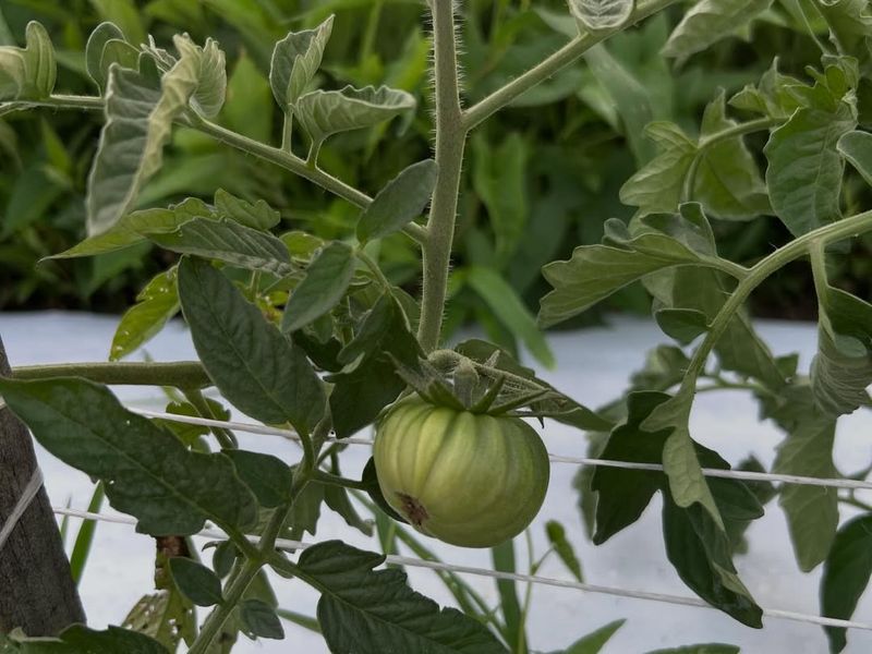 Tomato Beds Still Need Regular Scouting Tomato Beds Still Need Regular Scouting