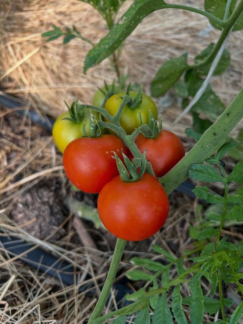 Tomatoes Tomatoes