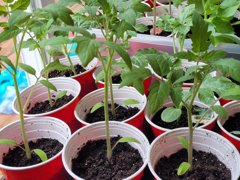 Tomatoes