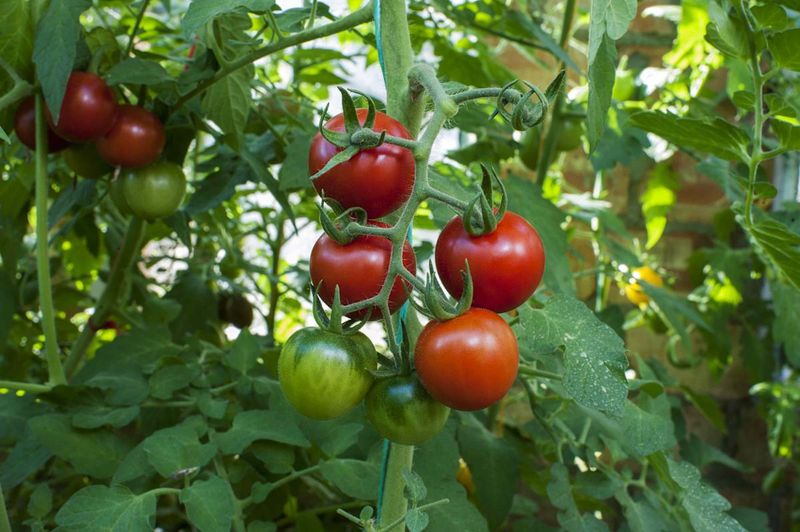 Tomatoes Tomatoes