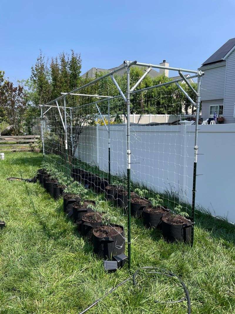 Tomatoes (Indeterminate) Tomatoes (Indeterminate)