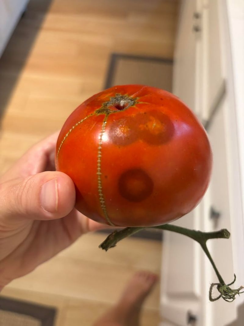 Tomatoes Show Damage As Sunken Spots