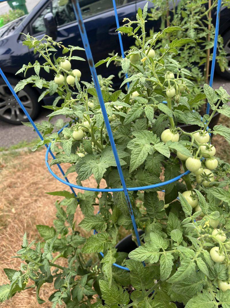 Tomatoes Stall When Nights Stay Too Warm