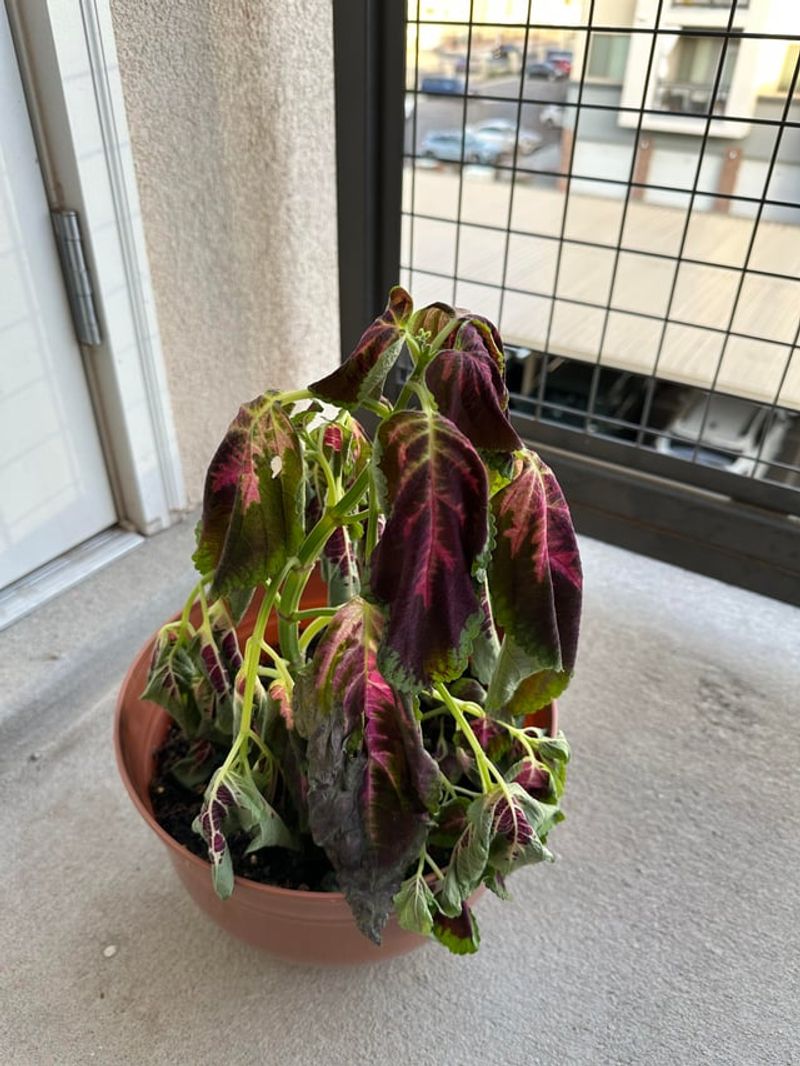 Too Much Afternoon Sun Can Make Leaves Sag Too Much Afternoon Sun Can Make Leaves Sag