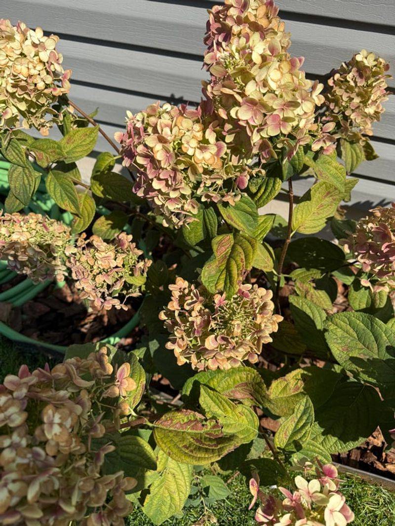 Too Much Afternoon Sun Can Reduce Blooms