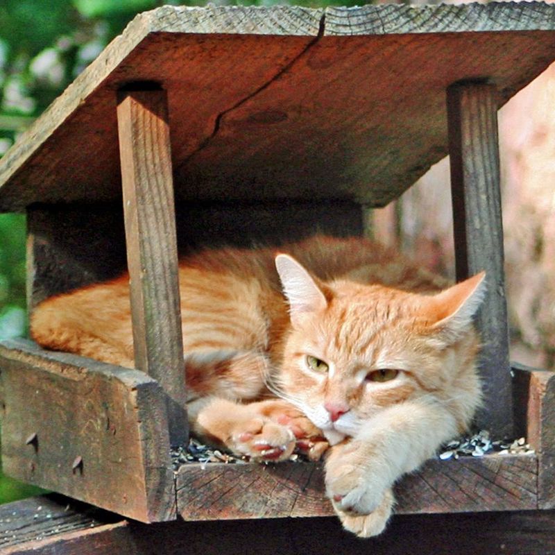 Too Much Cover Can Hide Outdoor Cats Too Much Cover Can Hide Outdoor Cats