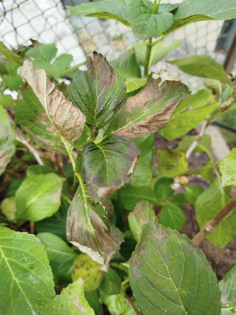 Too Much Fertilizer Can Add Stress