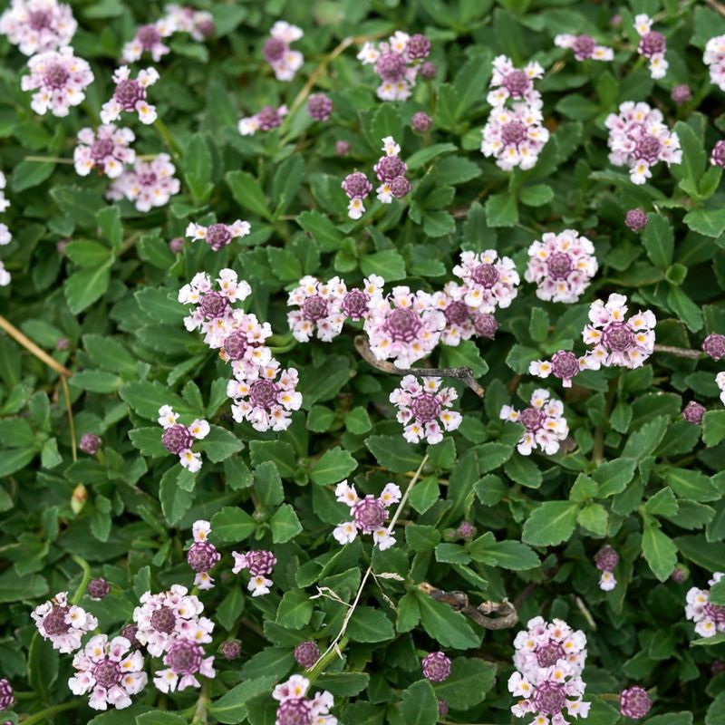 Too Much Fertilizer Can Reduce Flowering