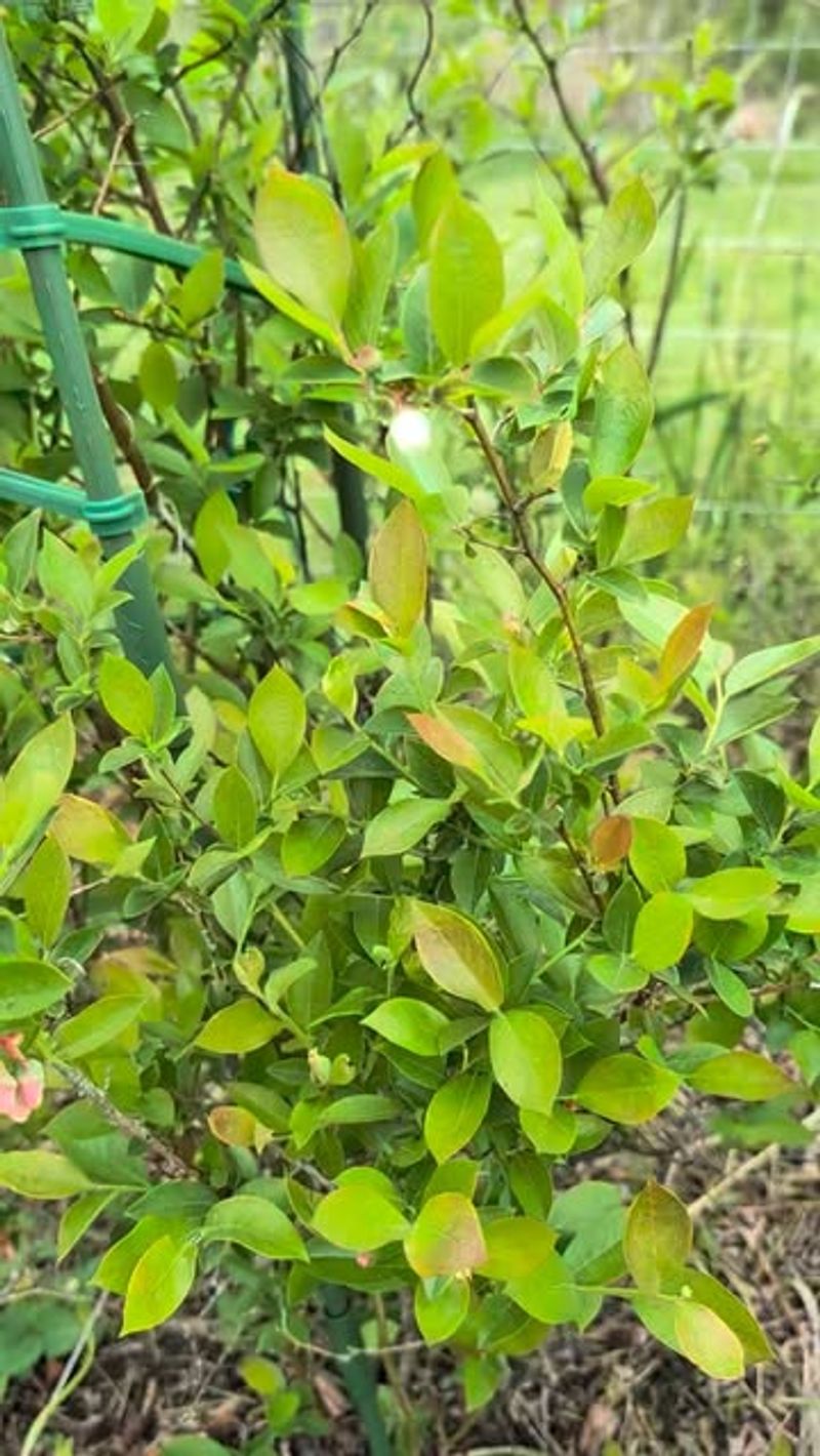 Too Much Fertilizer Is Pushing Leaves Instead Of Berries Too Much Fertilizer Is Pushing Leaves Instead Of Berries