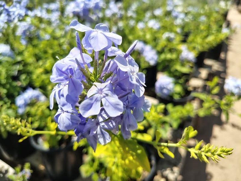 Too Much Fertilizer Produces More Leaves Than Flowers