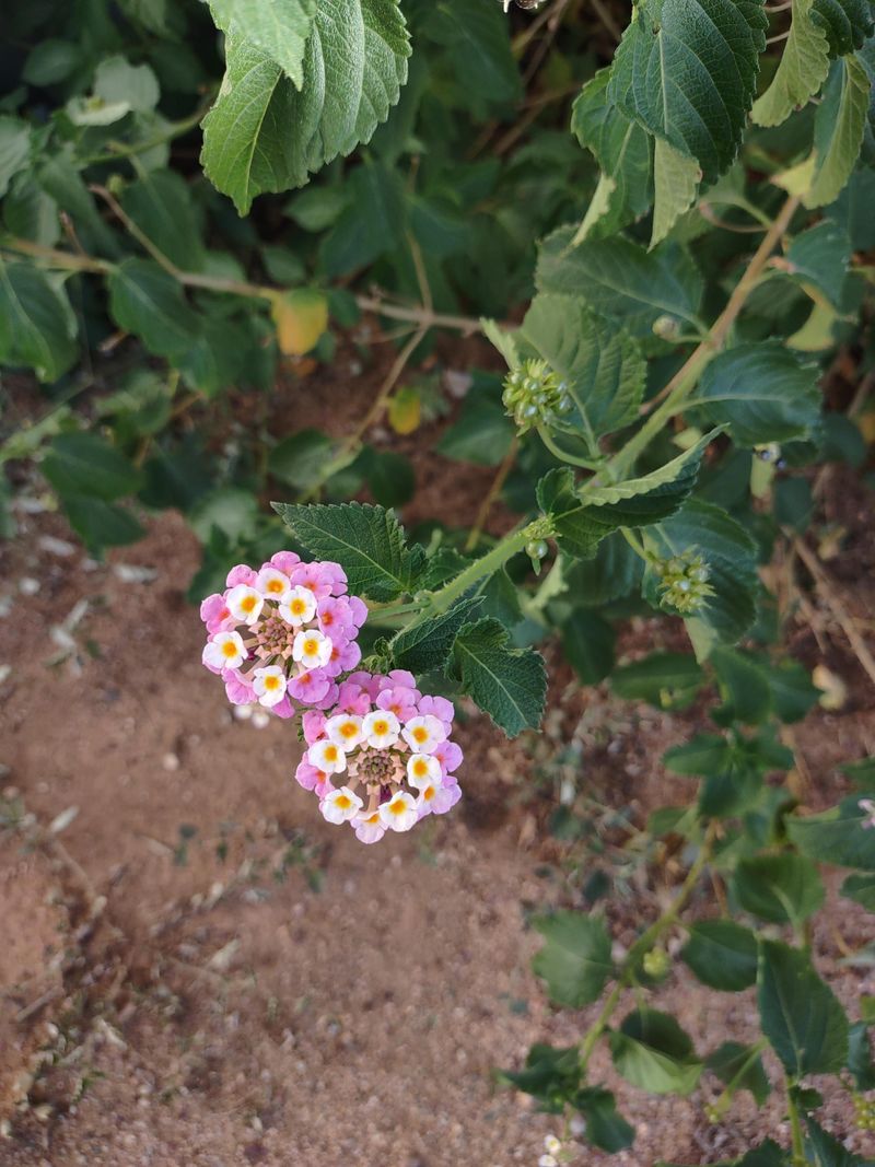 Too Much Fertilizer Reduces Flower Production Too Much Fertilizer Reduces Flower Production
