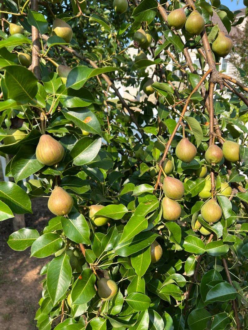 Too Much Fruit Weakens The Whole Tree Too Much Fruit Weakens The Whole Tree