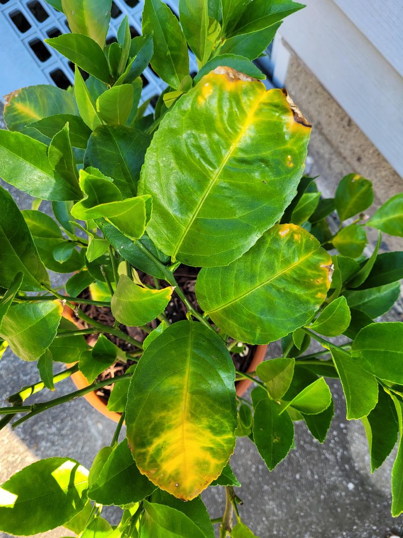 Too Much Nitrogen Builds Leaves Too Much Nitrogen Builds Leaves