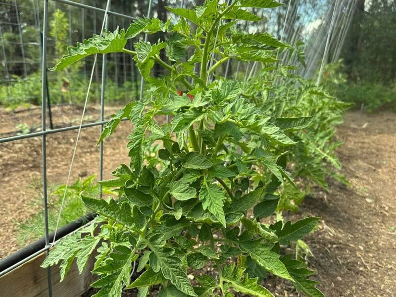 Too Much Nitrogen Can Push Leaves Over Fruit Too Much Nitrogen Can Push Leaves Over Fruit