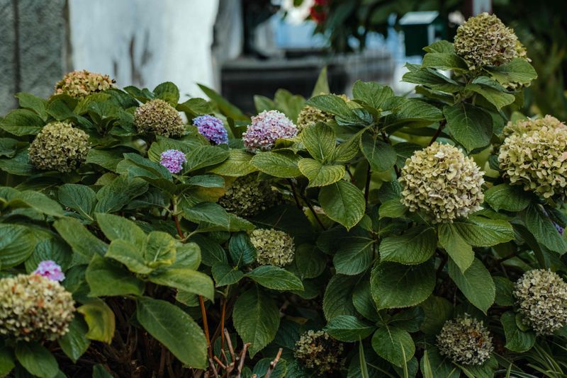 Too Much Nitrogen Fertilizer Promoted Leaves Over Flowers