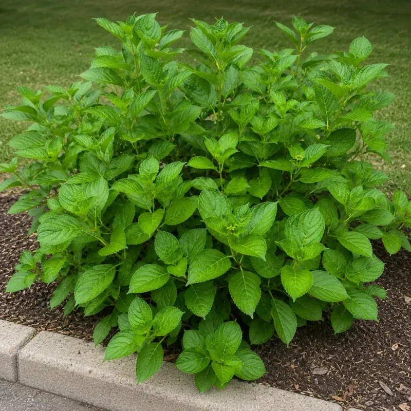 Too Much Nitrogen Fertilizer Too Much Nitrogen Fertilizer