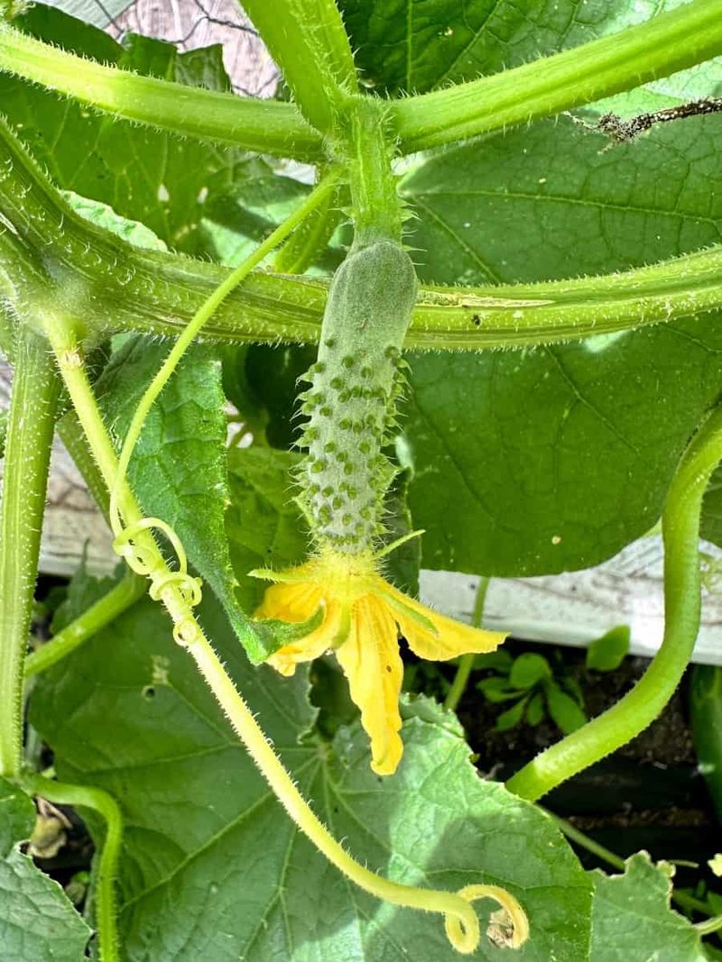 Too Much Nitrogen Is Encouraging Leaves Instead Of Fruit