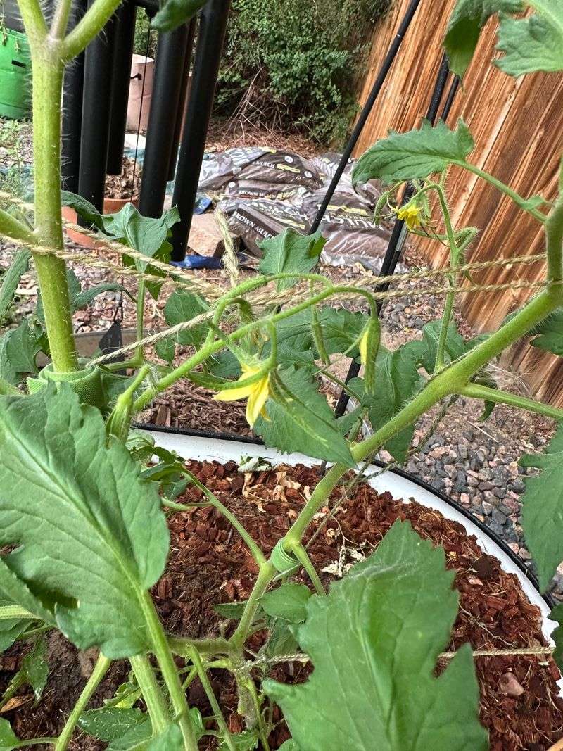 Too Much Nitrogen Is Pushing Leaves Instead Of Fruit Too Much Nitrogen Is Pushing Leaves Instead Of Fruit