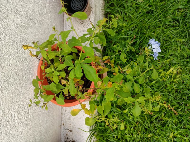 Too Much Nitrogen Pushes Leaves First