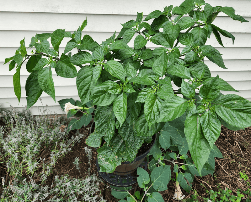 Too Much Nitrogen Pushes Leaves Instead Of Peppers