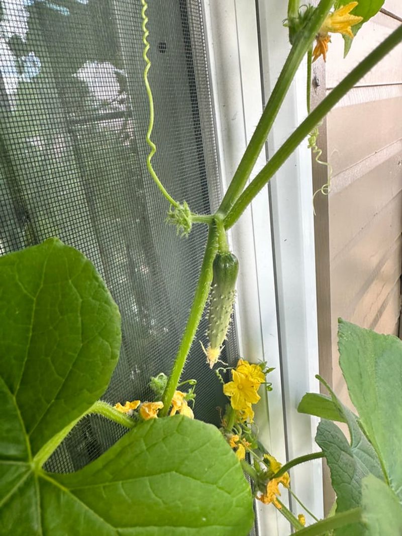 Too Much Nitrogen Pushes Leaves Over Fruit Too Much Nitrogen Pushes Leaves Over Fruit