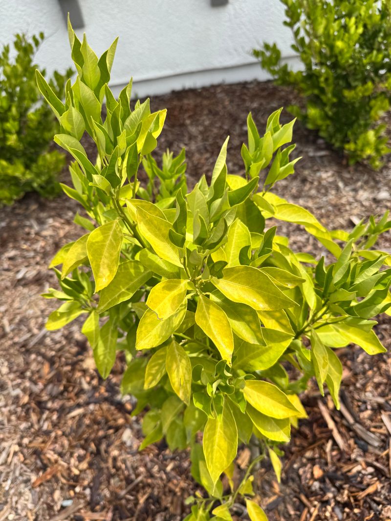 Too Much Nitrogen Pushes Leaves Over Fruit Too Much Nitrogen Pushes Leaves Over Fruit