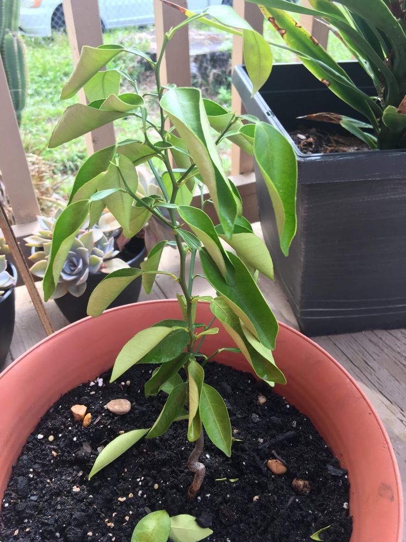 Too Much Or Too Little Water Can Stress Roots Too Much Or Too Little Water Can Stress Roots