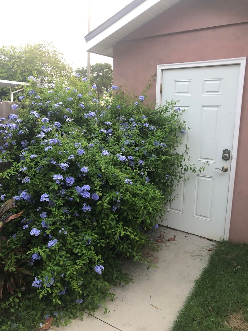 Too Much Shade Means Fewer Blue Blooms