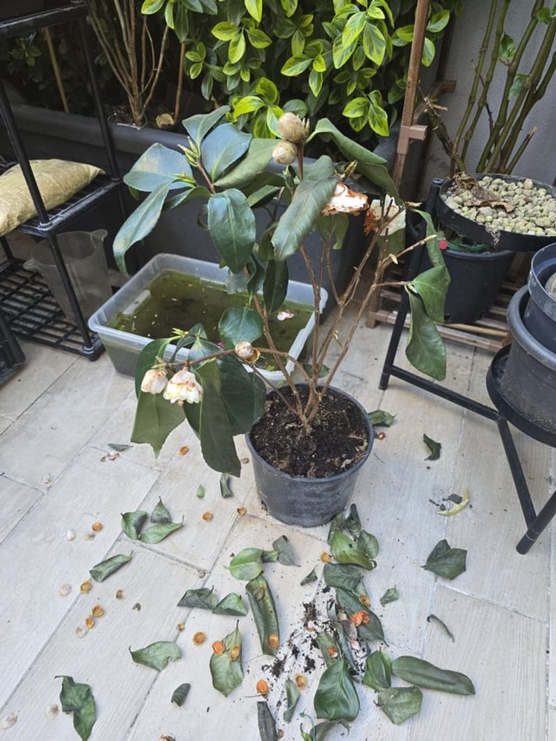 Too Much Water Can Cause Bud Trouble Too
