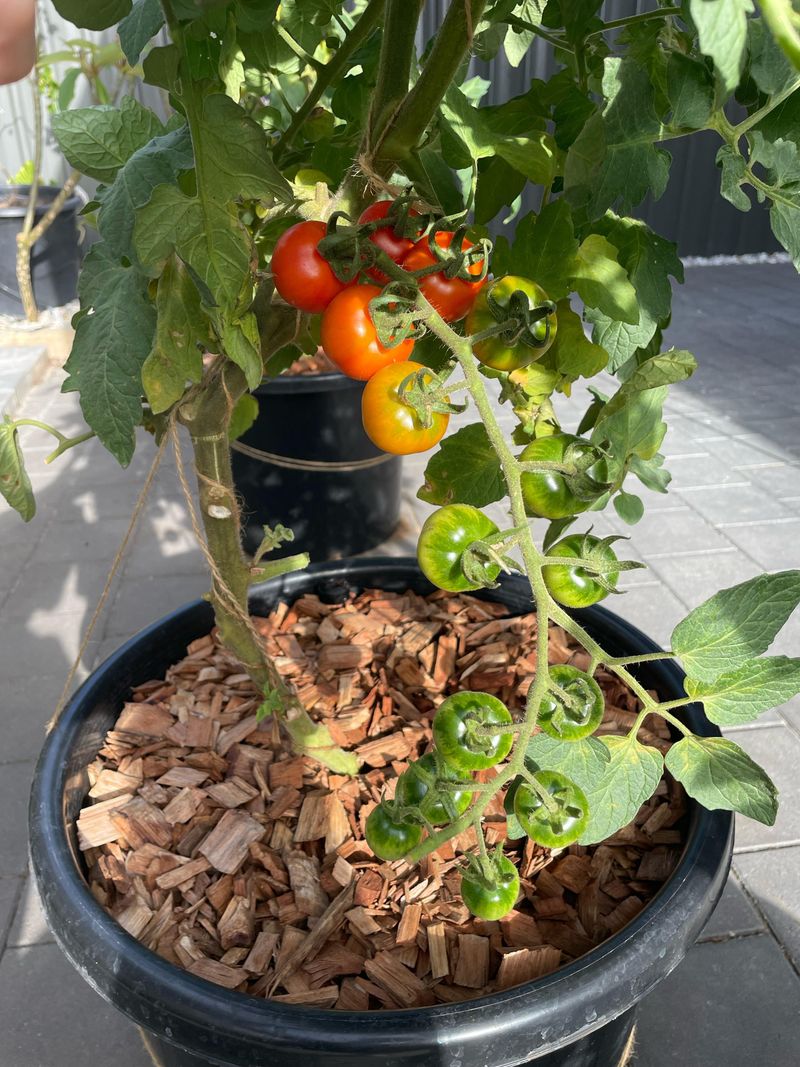 Too Much Water Can Dilute Tomato Taste