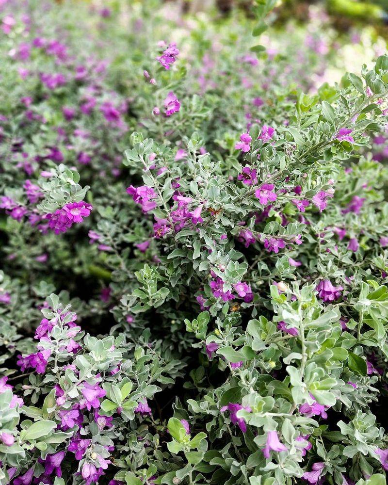 Too Much Water Can Reduce Flowering Too Much Water Can Reduce Flowering