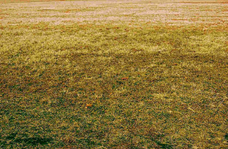 Too Much Water Can Yellow The Lawn Too Much Water Can Yellow The Lawn