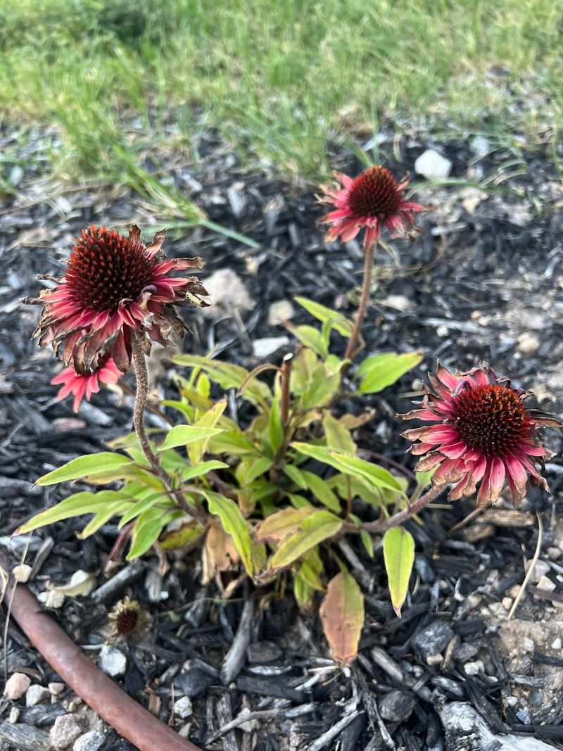 Too Much Water Is Holding Coneflowers Back