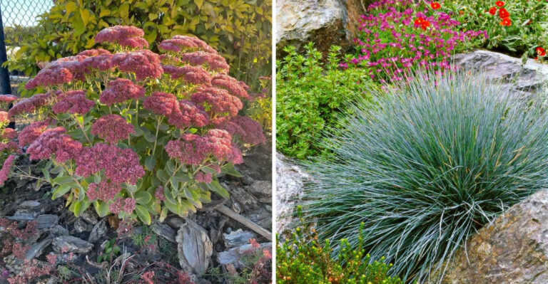 Top Plants For Gravel Gardens In Pennsylvania Climate