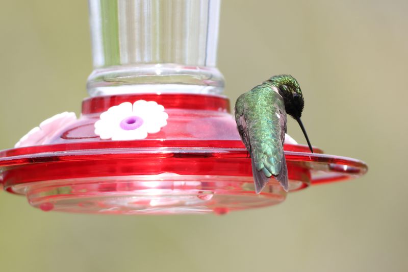 Topping Off Old Nectar Instead Of Replacing It