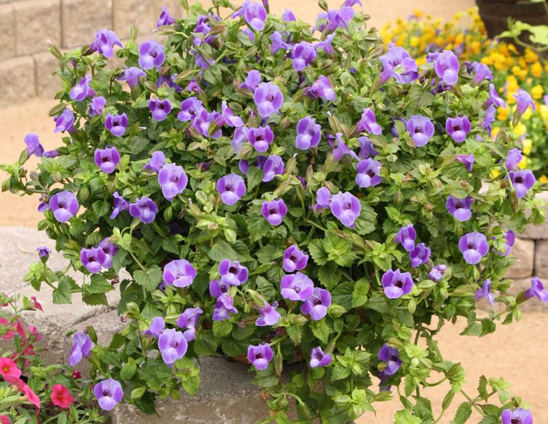 Torenia Flowers Through Heat And Humidity Torenia Flowers Through Heat And Humidity