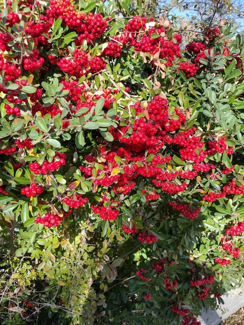 Toyon Keeps Structure With Little Water Toyon Keeps Structure With Little Water